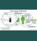 Chagas Disease (American Trypanosomiasis) Life cycle with Triatomine bug